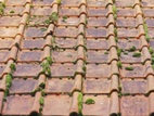 A picture of a tiled roof that needs a roof moss treatment solution