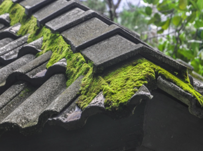 Moss lifting up roof shingles and causing damage. 